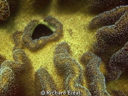 Coral Landscape by Richard Eidal 